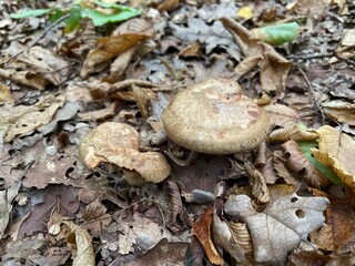 mushrooms on the tree