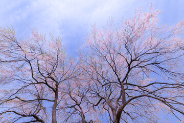 Fototapeta na wymiar 自生している満開の桜