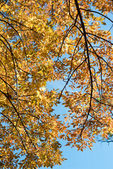 autumn in the park - branches with yellow leaves on a blue sky