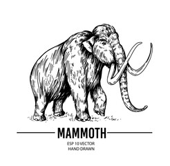 Mammoth vector sketch, hand drawn ink illustration