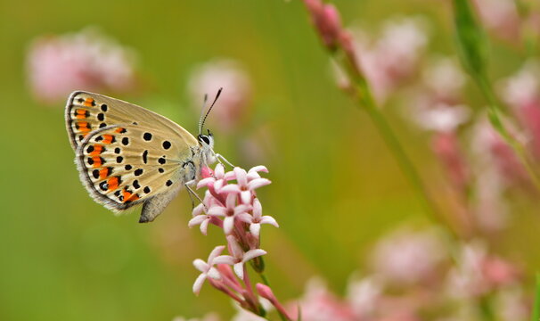 Plebejus carmon 840