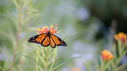 MONARCHS IN OKLAHOMA