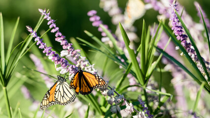MONARCHS IN OKLAHOMA