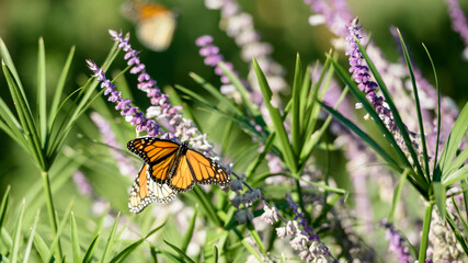 MONARCHS IN OKLAHOMA