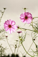 pink flower background