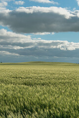 wheat field and sky