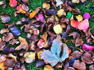 autumn leaves on the ground