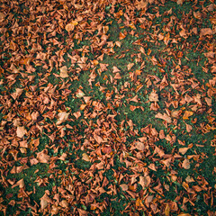 autumn leaves background