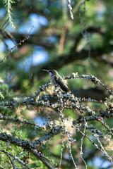 humming bird in the trees.