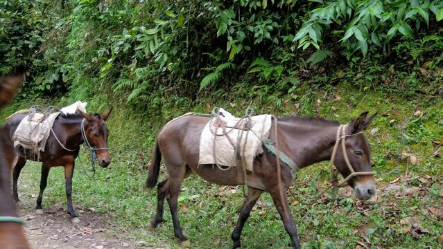 Transportation of goods on mules Ecuador, video, 4k