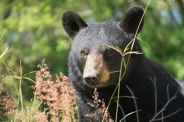 A black bear attentive to its surroundings