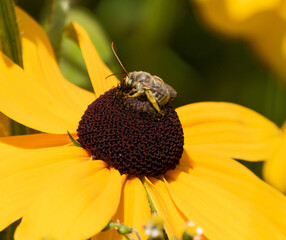 A Long Horned bee with pale green eyes and long antennae walking across a Black-eyed Susan coneflower.