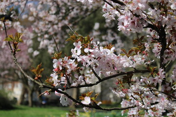 cherry blossom