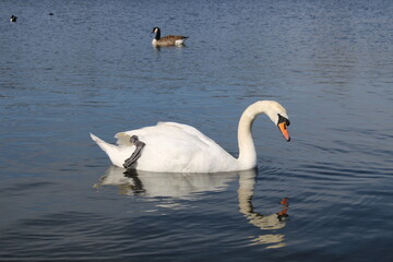 Fototapeta premium swan on the water