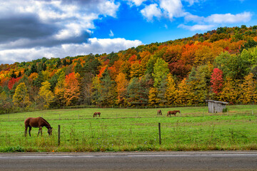 Fototapeta premium A very colorful Autumn in Upstate NY this year. Horses enjoying a beautiful Fall day in their pasture in Upstate NY.