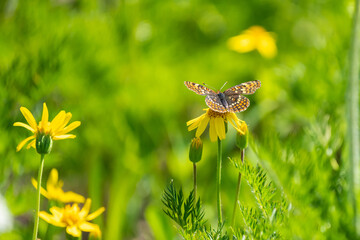 Knapweed Fritillary Butterfly on Yellow Wildflower