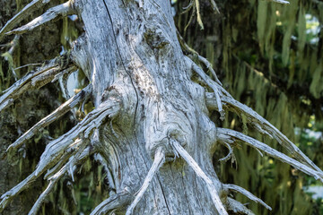 Detail of Gnarly Dead Cedar Tree in Mt. Rainier National Park