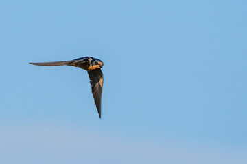 Barns Swallow in Graceful Flight