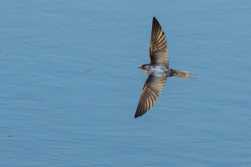 Barns Swallow in Graceful Flight