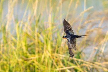 Barns Swallow in Graceful Flight
