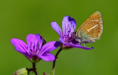 Polyommatus eumedon 831