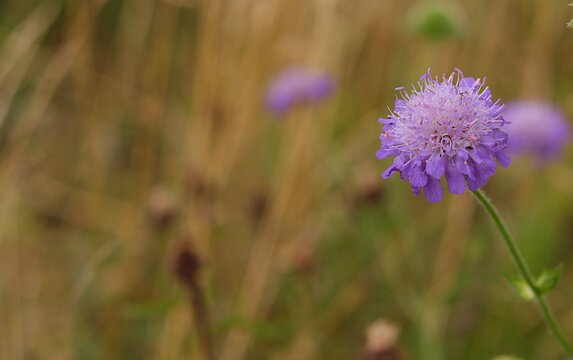Succisa Pratensis - a meadow plant with purple flowers that produces floral honey.