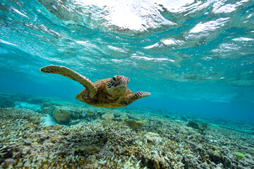 Obraz na płótnie Canvas Green Sea Turtle swimming in the crystal clear lagoon at Lady Elliot Island on the Great Barrier Reef.