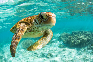 Obraz premium Green Sea Turtle swimming in the crystal clear lagoon at Lady Elliot Island on the Great Barrier Reef.