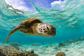 Green Sea Turtle swimming in the crystal clear lagoon at Lady Elliot Island on the Great Barrier Reef.
