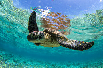 Green Sea Turtle swimming in the crystal clear lagoon at Lady Elliot Island on the Great Barrier...