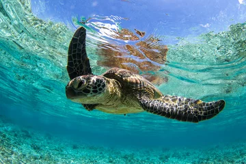  Green Sea Turtle swimming in the crystal clear lagoon at Lady Elliot Island on the Great Barrier Reef. © Sean