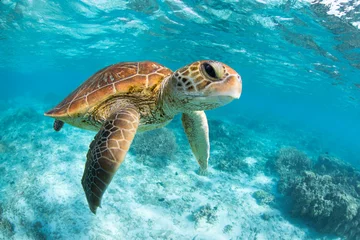 Gordijnen Green Sea Turtle swimming in the crystal clear lagoon at Lady Elliot Island on the Great Barrier Reef. © Sean