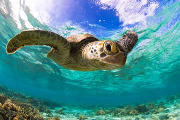 Foto auf Acrylglas Green Sea Turtle swimming in the crystal clear lagoon at Lady Elliot Island on the Great Barrier Reef. © Sean
