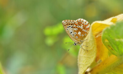  Polyommatus ossmar 917.
