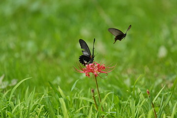 butterfly on a red spider lily