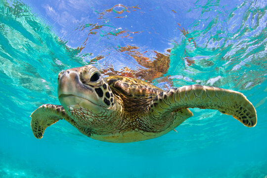 Green Sea Turtle swimming in the crystal clear lagoon at Lady Elliot Island on the Great Barrier Reef.