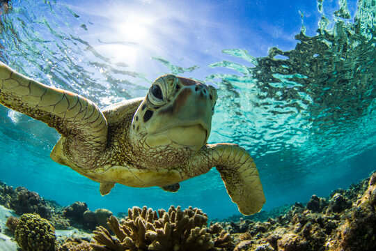 Green Sea Turtle swimming in the crystal clear lagoon at Lady Elliot Island on the Great Barrier Reef.