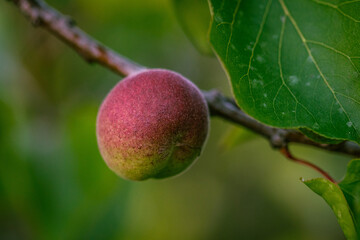 Fruto de Prunus armeniaca que pertenece a la familia Rosaceae.