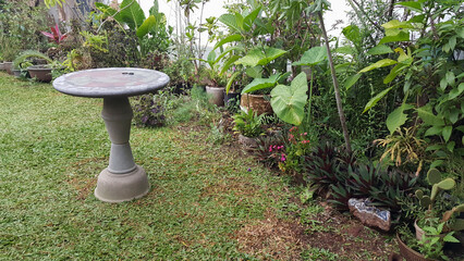 planta, natureza, folha, ajardinar, árvore, relva, verão, primavera, flora, arborizar, folhagem, molhar, crescimento, verde, arbusto, flor, trombeta de anjo, rosado, mesa de cimento, quintal, jardim © Jorge F. Filho