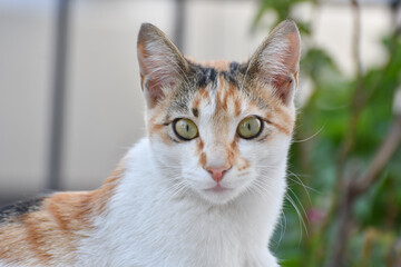 Beatiful cat looking at camera, closeup