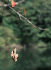 蜘蛛の糸と枯葉