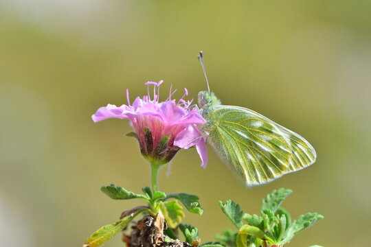 Pontia callidice 899