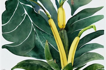Watercolor banana palm tree. Hand painted exotic banana green branches isolated on white background. Botanical illustration. Printable poster