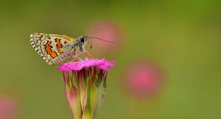 Pyrgus sidae 835