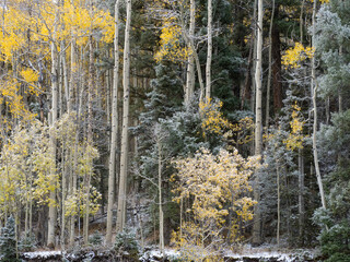 First snow of winter on aspen and pine tree forest