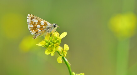 Spialia orbifer 880