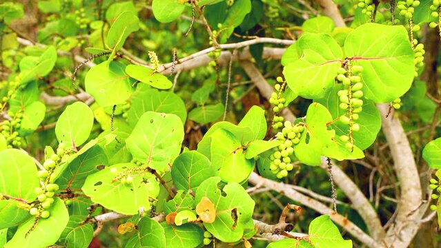 Closeup of ripening coccoloba uvifera sea grape seagrape platterleaf plant clusters in Marco Island Southwest Florida 