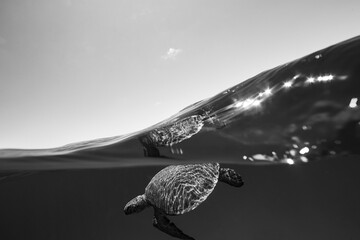 A black and whit image of a Green sea turtle on the Great Barrier Reef at LAdy Elliot Island in...