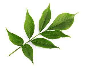 Fresh green elderberry leaves on white background, top view