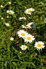 Obraz premium Beautiful blooming chamomiles outdoors on sunny day